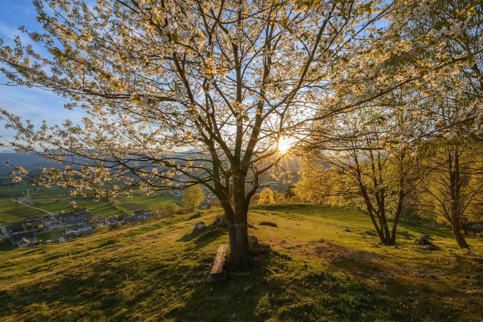 Blooming tree on hillside meadow at sunset with golden light filtering through white blossoms and green landscape