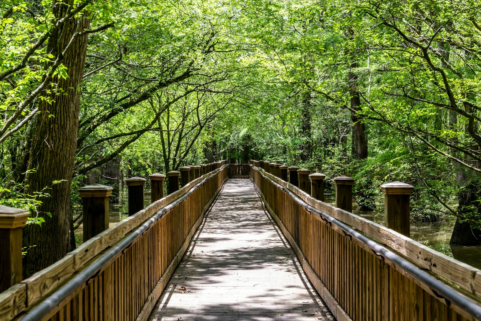 Wooden boardwalk trail through green forest with sunlight filtering through tree canopy