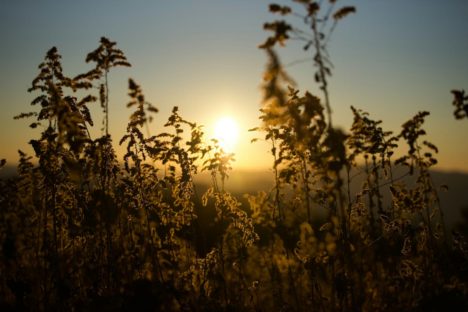 Sunset through wildflowers and grass field with golden sky and silhouetted plants