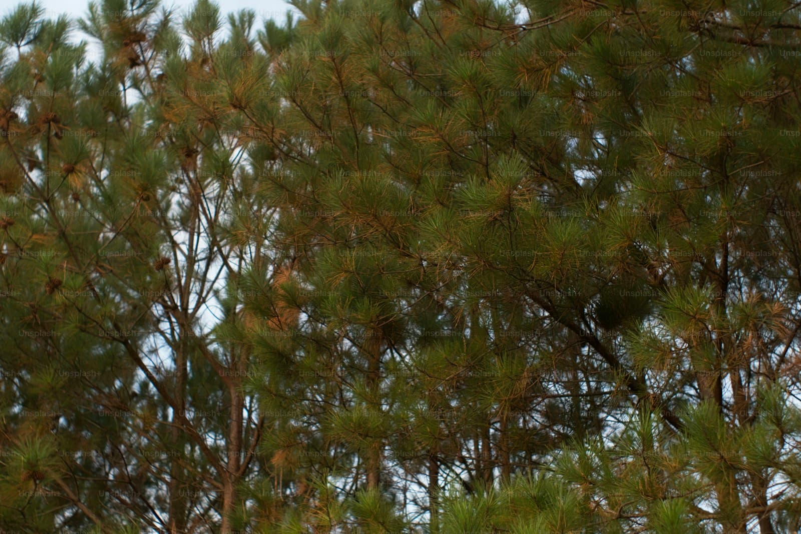 Dense pine tree canopy with green needles and brown branches viewed from below against overcast sky