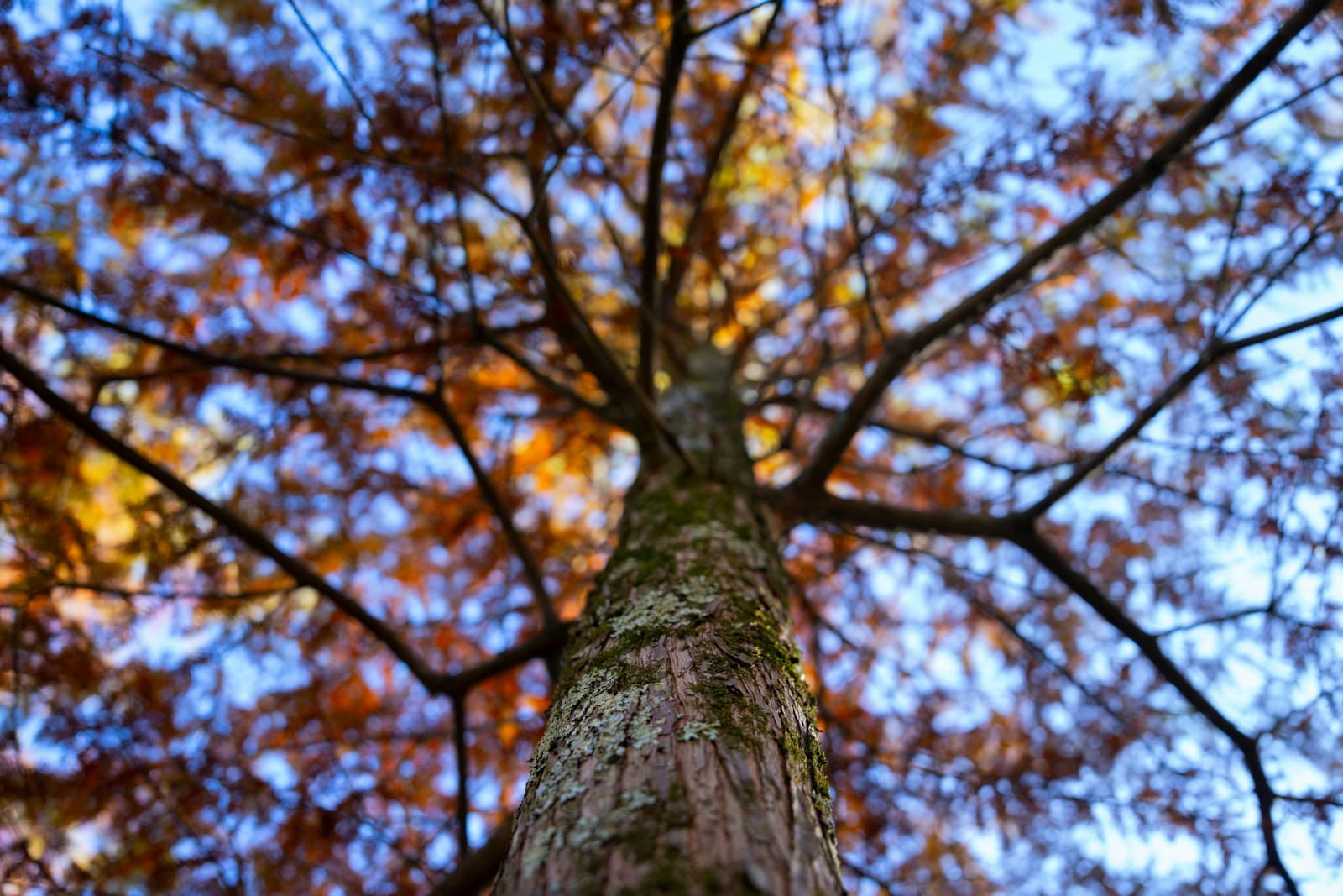 Low-angle view looking up at tree trunk with autumn foliage canopy against blue sky