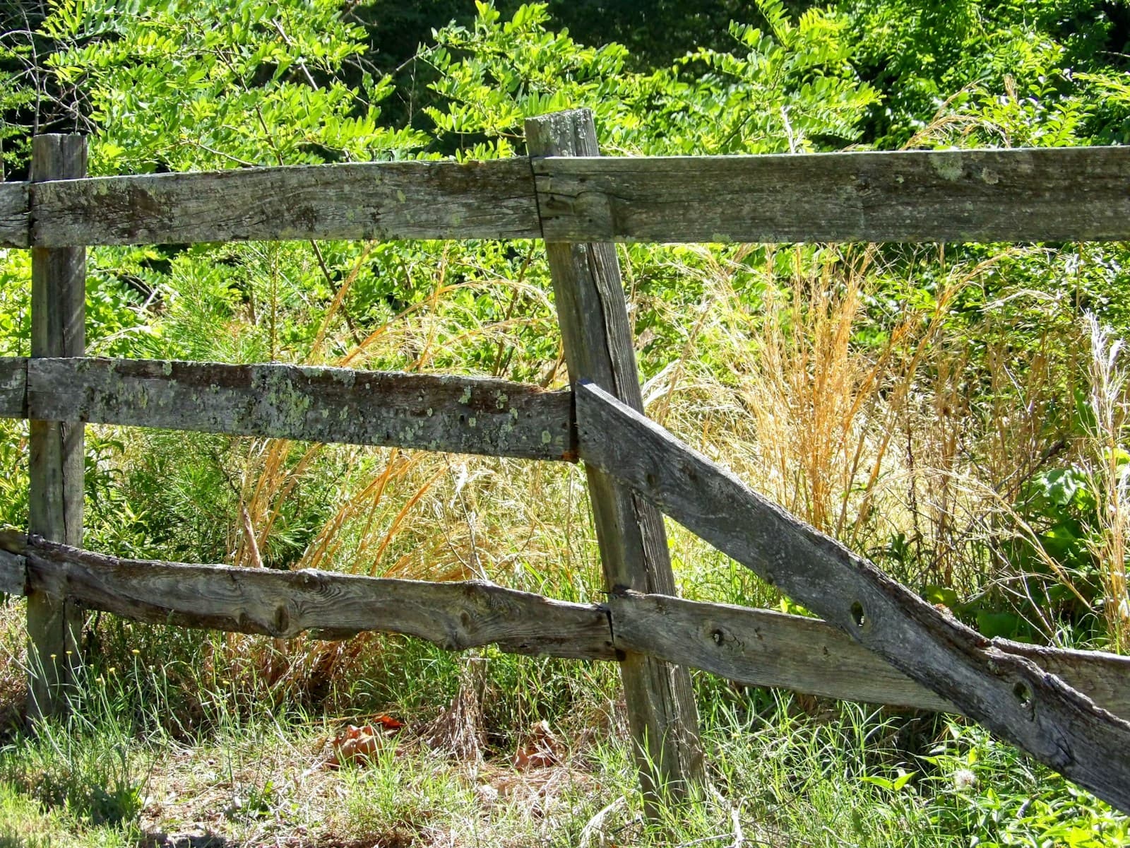 Weathered wooden fence with horizontal rails surrounded by overgrown grass and green vegetation