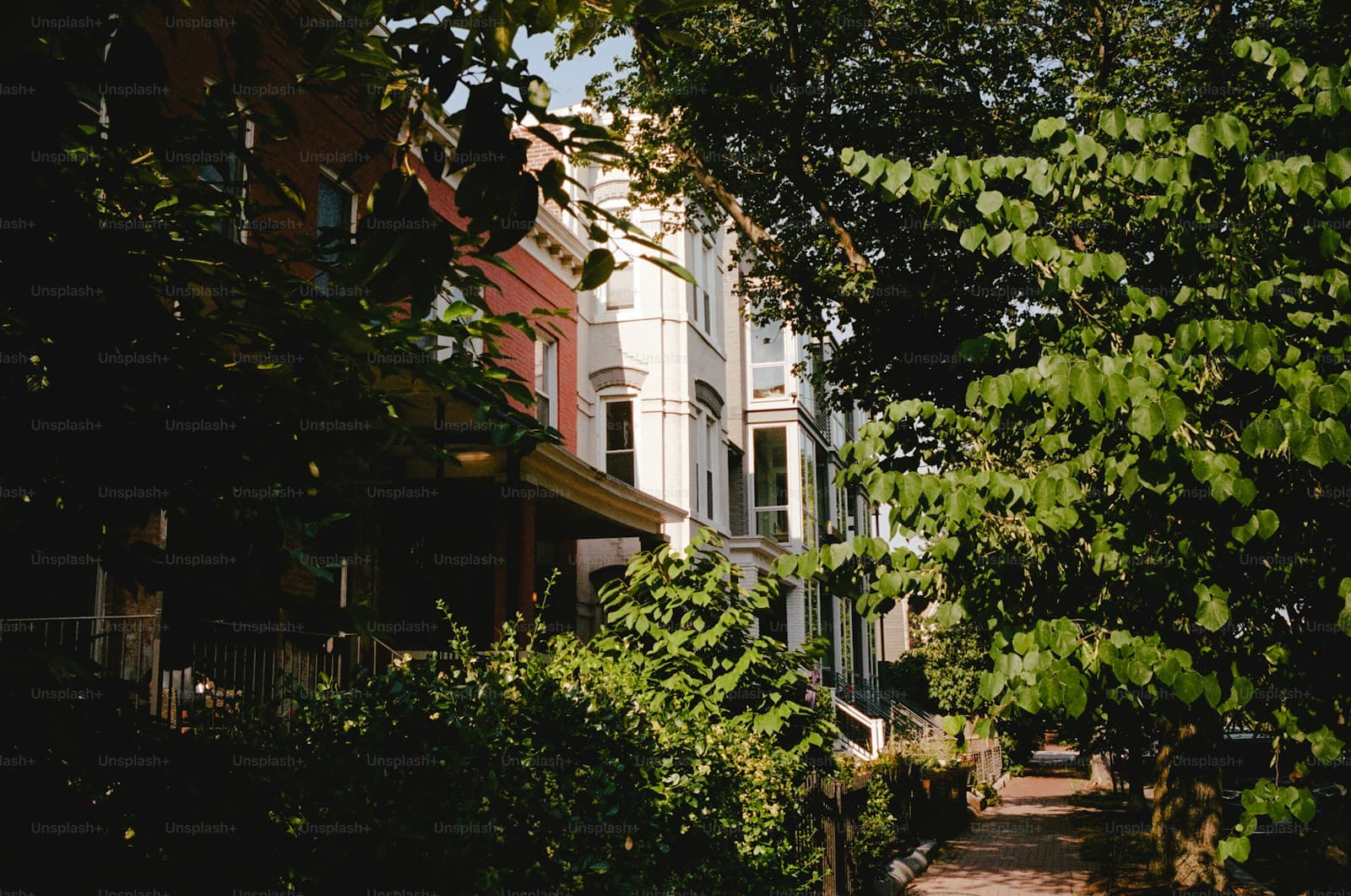 Victorian townhouses on tree-lined residential street with lush green foliage and dappled sunlight