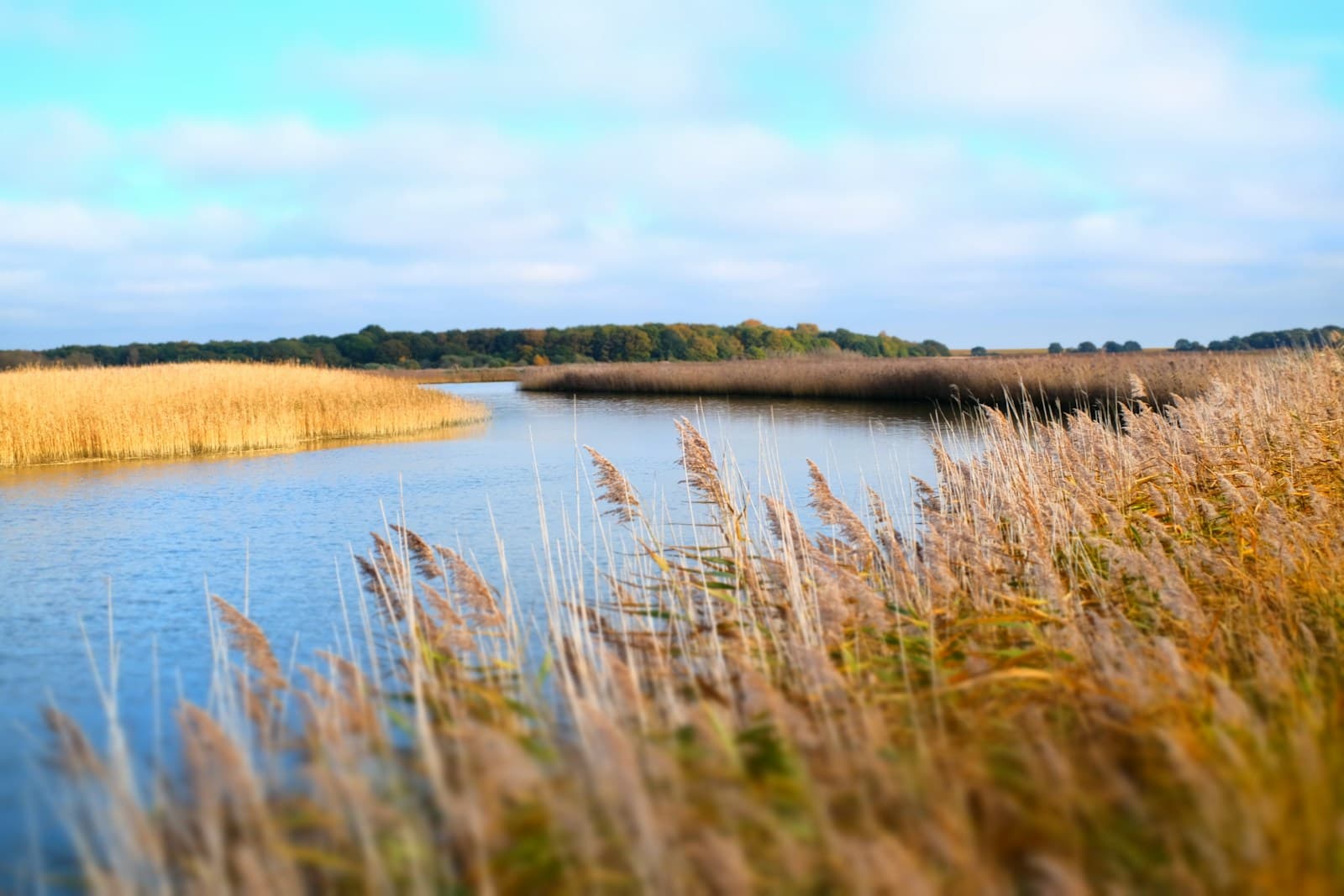 Peaceful wetland with golden reeds along a calm blue waterway under cloudy sky